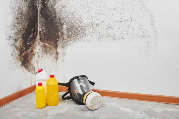 Trusted Pigeon Forge, TN Mold Removal Experts