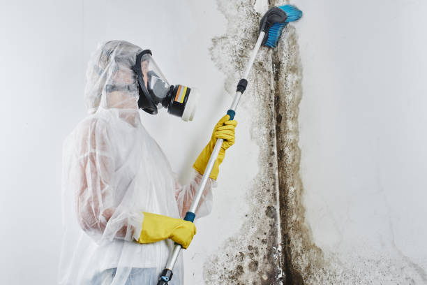 Best Commercial Mold Removal  in Pigeon Forge, TN