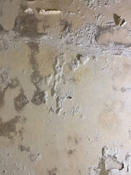 Best Same-Day Mold Removal  in Pigeon Forge, TN