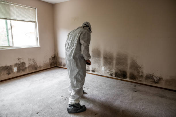 Best Mold Cleaning Services  in Pigeon Forge, TN