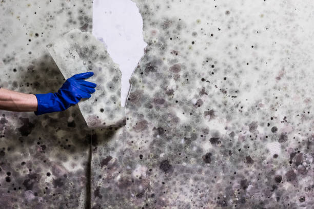Best Affordable Mold Removal  in Pigeon Forge, TN