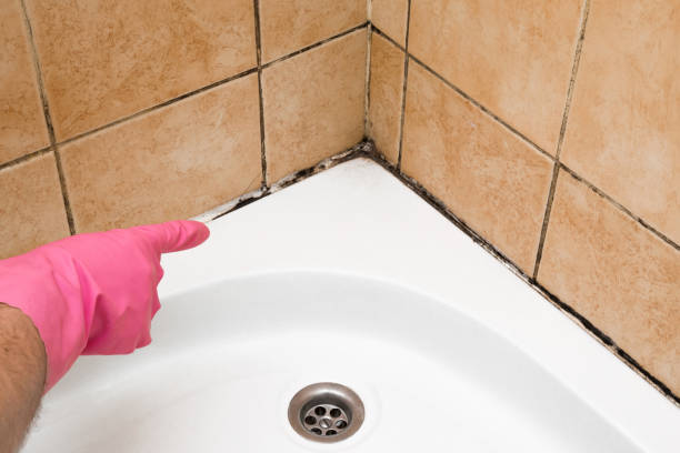  Pigeon Forge, TN Mold Removal Pros